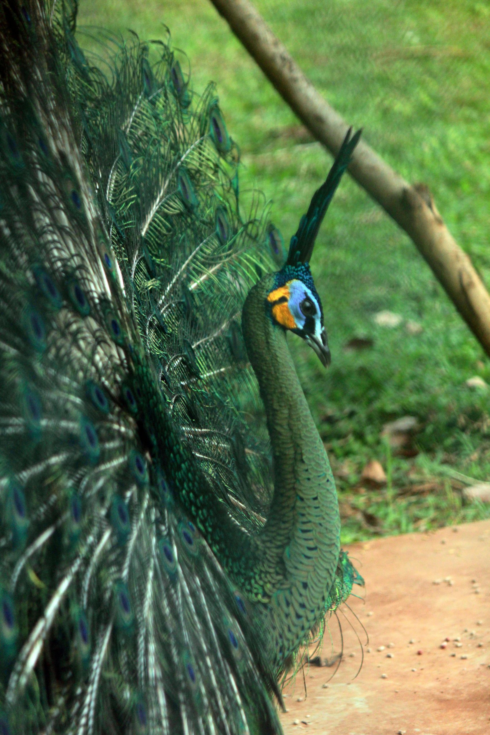 Vibrant peacock displaying plumage outdoors in Kataragama, Sri Lanka.